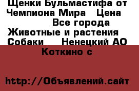 Щенки Бульмастифа от Чемпиона Мира › Цена ­ 1 000 - Все города Животные и растения » Собаки   . Ненецкий АО,Коткино с.